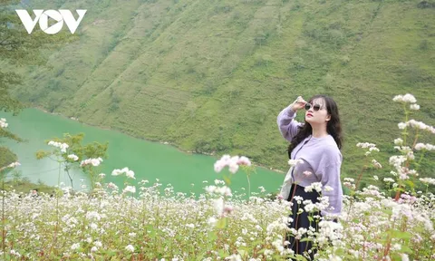 Giới trẻ đổ về Hà Giang ngắm hoa tam giác mạch bung nở